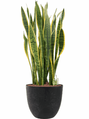 Sansevieria Trifasciata Laurentii In Artstone D 28 H 111 cm - PlantenShop24 - 18-05-2025