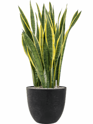 Sansevieria Trifasciata Laurentii In Artstone D 34 H 108 cm - PlantenShop24 - 18-05-2025