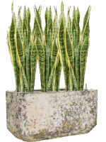 Sansevieria Trifasciata Laurentii In Baq Atlas D 21 H 104 cm - PlantenShop24 - 26-05-2025