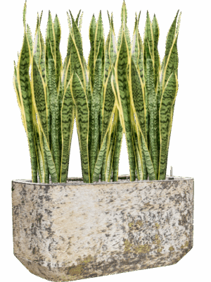 Sansevieria Trifasciata Laurentii In Baq Atlas D 21 H 104 cm - PlantenShop24 - 26-05-2025