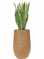 Sansevieria Trifasciata Laurentii In Baq Dune D 15 H 110 cm - PlantenShop24 - 15-05-2025