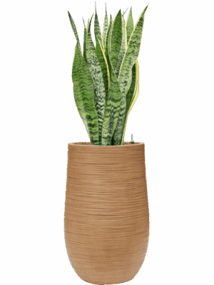 Sansevieria Trifasciata Laurentii In Baq Dune D 15 H 110 cm - PlantenShop24 - 15-05-2025
