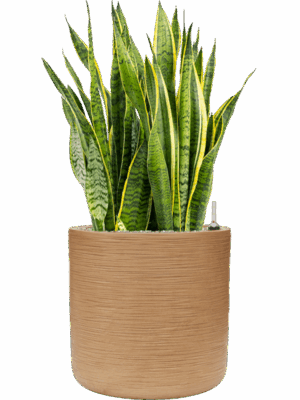 Sansevieria Trifasciata Laurentii In Baq Dune D 30 H 103 cm - PlantenShop24 - 20-05-2025