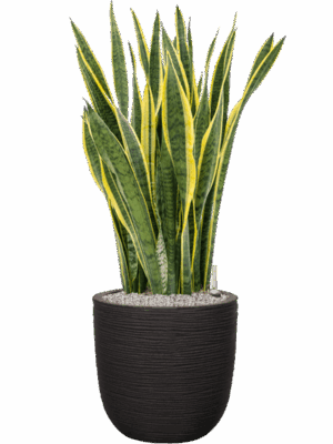Sansevieria Trifasciata Laurentii In Capi Nature Rib NL D 34 H 113 cm - PlantenShop24 - 22-05-2025