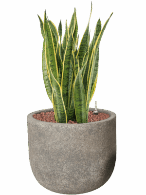 Sansevieria Trifasciata Laurentii In Cement D 22 H 79 cm - PlantenShop24 - 01-05-2025