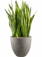 Sansevieria Trifasciata Laurentii In Grigio D 30 H 94 cm - PlantenShop24 - 20-05-2025