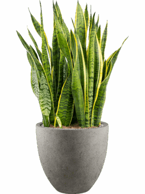 Sansevieria Trifasciata Laurentii In Grigio D 30 H 94 cm - PlantenShop24 - 20-05-2025