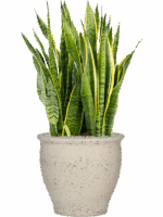 Sansevieria Trifasciata Laurentii In Mediterranean D 30 H 97 cm - PlantenShop24 - 20-05-2025