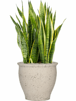 Sansevieria Trifasciata Laurentii In Mediterranean D 30 H 97 cm - PlantenShop24 - 20-05-2025