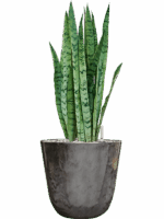 Sansevieria Trifasciata Silver Mist In Palermo D 21 H 61 cm - PlantenShop24 - 29-04-2025