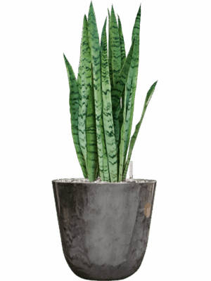 Sansevieria Trifasciata Silver Mist In Palermo D 21 H 61 cm - PlantenShop24 - 29-04-2025