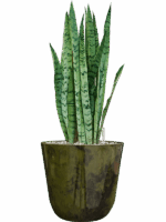 Sansevieria Trifasciata Silver Mist In Palermo D 21 H 61 cm - PlantenShop24 - 29-04-2025