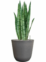 Sansevieria Trifasciata Silver Mist In Palermo D 21 H 61 cm - PlantenShop24 - 29-04-2025