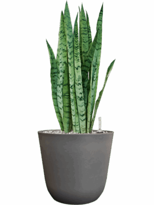 Sansevieria Trifasciata Silver Mist In Palermo D 21 H 61 cm - PlantenShop24 - 29-04-2025