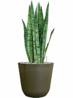 Sansevieria Trifasciata Silver Mist In Palermo D 21 H 61 cm - PlantenShop24 - 29-04-2025