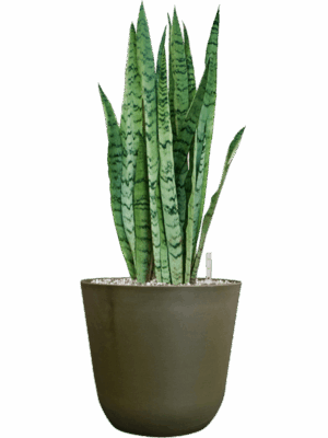 Sansevieria Trifasciata Silver Mist In Palermo D 21 H 61 cm - PlantenShop24 - 29-04-2025