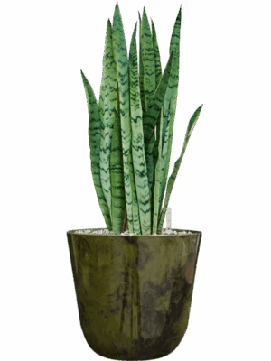 Sansevieria Trifasciata Silver Mist In Palermo D 21 H 61 cm - PlantenShop24 - 29-04-2025