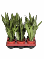 Sansevieria Zeylanica D 12 H 40 cm - PlantenShop24 - 06-05-2025