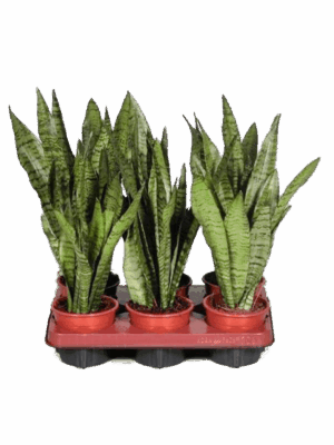 Sansevieria Zeylanica D 12 H 40 cm - PlantenShop24 - 06-05-2025