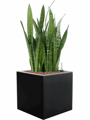 Sansevieria Zeylanica In Argento D 28 H 93 cm - PlantenShop24 - 20-05-2025