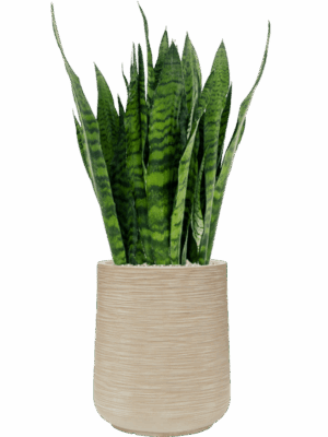 Sansevieria Zeylanica In Baq Dune D 27 H 104 cm - PlantenShop24 - 29-04-2025