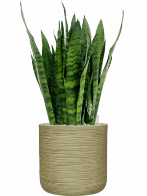 Sansevieria Zeylanica In Baq Dune D 27 H 98 cm - PlantenShop24 - 29-04-2025