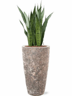 Sansevieria Zeylanica In Baq Lava D 22 H 122 cm - PlantenShop24 - 08-05-2025