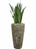 Sansevieria Zeylanica In Baq Lava D 22 H 123 cm - PlantenShop24 - 08-05-2025