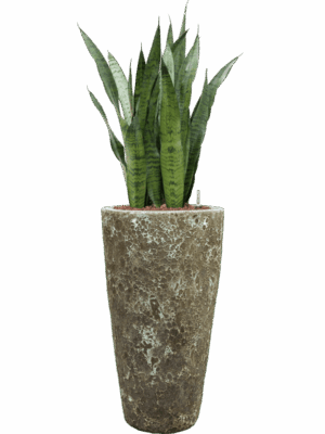 Sansevieria Zeylanica In Baq Lava D 22 H 123 cm - PlantenShop24 - 08-05-2025