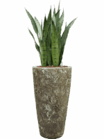 Sansevieria Zeylanica In Baq Lava D 22 H 123 cm - PlantenShop24 - 08-05-2025