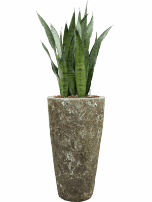 Sansevieria Zeylanica In Baq Lava D 22 H 123 cm - PlantenShop24 - 08-05-2025