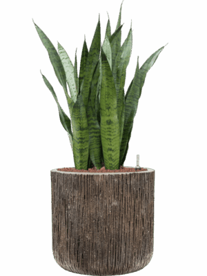 Sansevieria Zeylanica In Baq Luxe Lite Universe Waterfall D 22 H 95 cm - PlantenShop24 - 08-05-2025