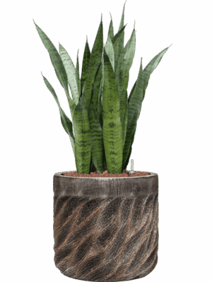 Sansevieria Zeylanica In Baq Luxe Lite Universe Wave D 22 H 95 cm - PlantenShop24 - 08-05-2025