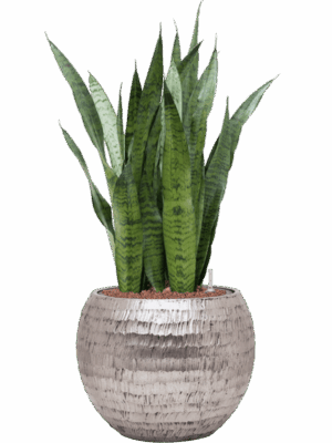 Sansevieria Zeylanica In Baq Opus Hammered D 22 H 89 cm - PlantenShop24 - 08-05-2025