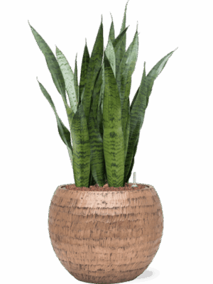 Sansevieria Zeylanica In Baq Opus Hammered D 22 H 89 cm - PlantenShop24 - 08-05-2025