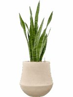 Sansevieria Zeylanica In Baq Polystone Coated Plain D 19 H 89 cm - PlantenShop24 - 12-05-2025