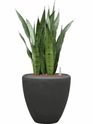 Sansevieria Zeylanica In Baq Polystone Plain D 22 H 97 cm - PlantenShop24 - 08-05-2025