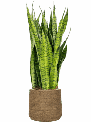 Sansevieria Zeylanica In Bohemian D 30 H 109 cm - PlantenShop24 - 22-05-2025