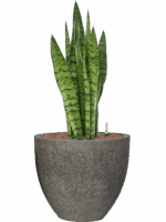 Sansevieria Zeylanica In Cement D 18 H 77 cm - PlantenShop24 - 09-05-2025