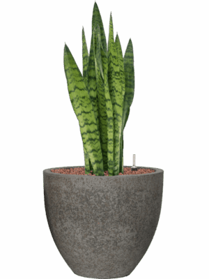 Sansevieria Zeylanica In Cement D 18 H 77 cm - PlantenShop24 - 09-05-2025