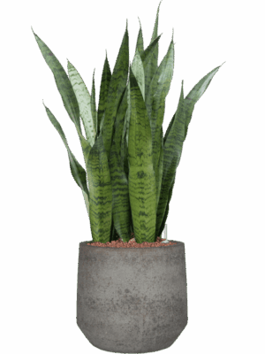 Sansevieria Zeylanica In Cement & Stone D 22 H 86 cm - PlantenShop24 - 08-05-2025