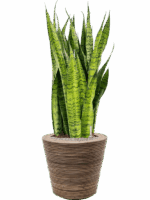 Sansevieria Zeylanica In Drypot Rattan Stripe D 30 H 116 cm - PlantenShop24 - 09-05-2025