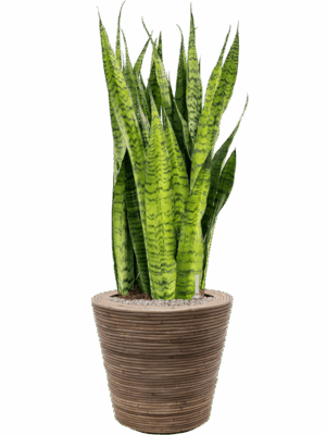 Sansevieria Zeylanica In Drypot Rattan Stripe D 30 H 116 cm - PlantenShop24 - 09-05-2025