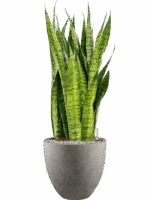 Sansevieria Zeylanica In Grigio D 30 H 113 cm - PlantenShop24 - 09-05-2025