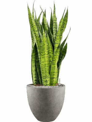 Sansevieria Zeylanica In Grigio D 30 H 113 cm - PlantenShop24 - 09-05-2025