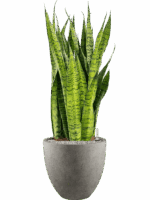 Sansevieria Zeylanica In Grigio D 30 H 113 cm - PlantenShop24 - 09-05-2025