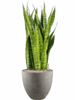 Sansevieria Zeylanica In Grigio D 30 H 113 cm - PlantenShop24 - 09-05-2025