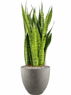 Sansevieria Zeylanica In Grigio D 30 H 113 cm - PlantenShop24 - 09-05-2025