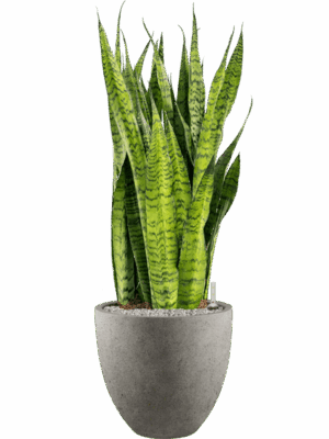 Sansevieria Zeylanica In Grigio D 30 H 113 cm - PlantenShop24 - 09-05-2025
