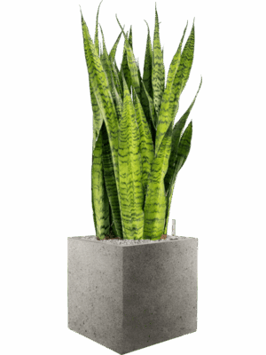 Sansevieria Zeylanica In Grigio D 30 H 118 cm - PlantenShop24 - 09-05-2025